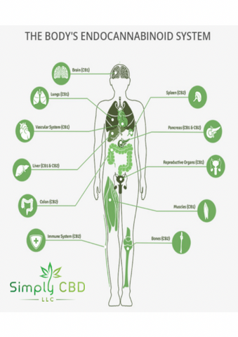 The Body’s Endocannabinoid System