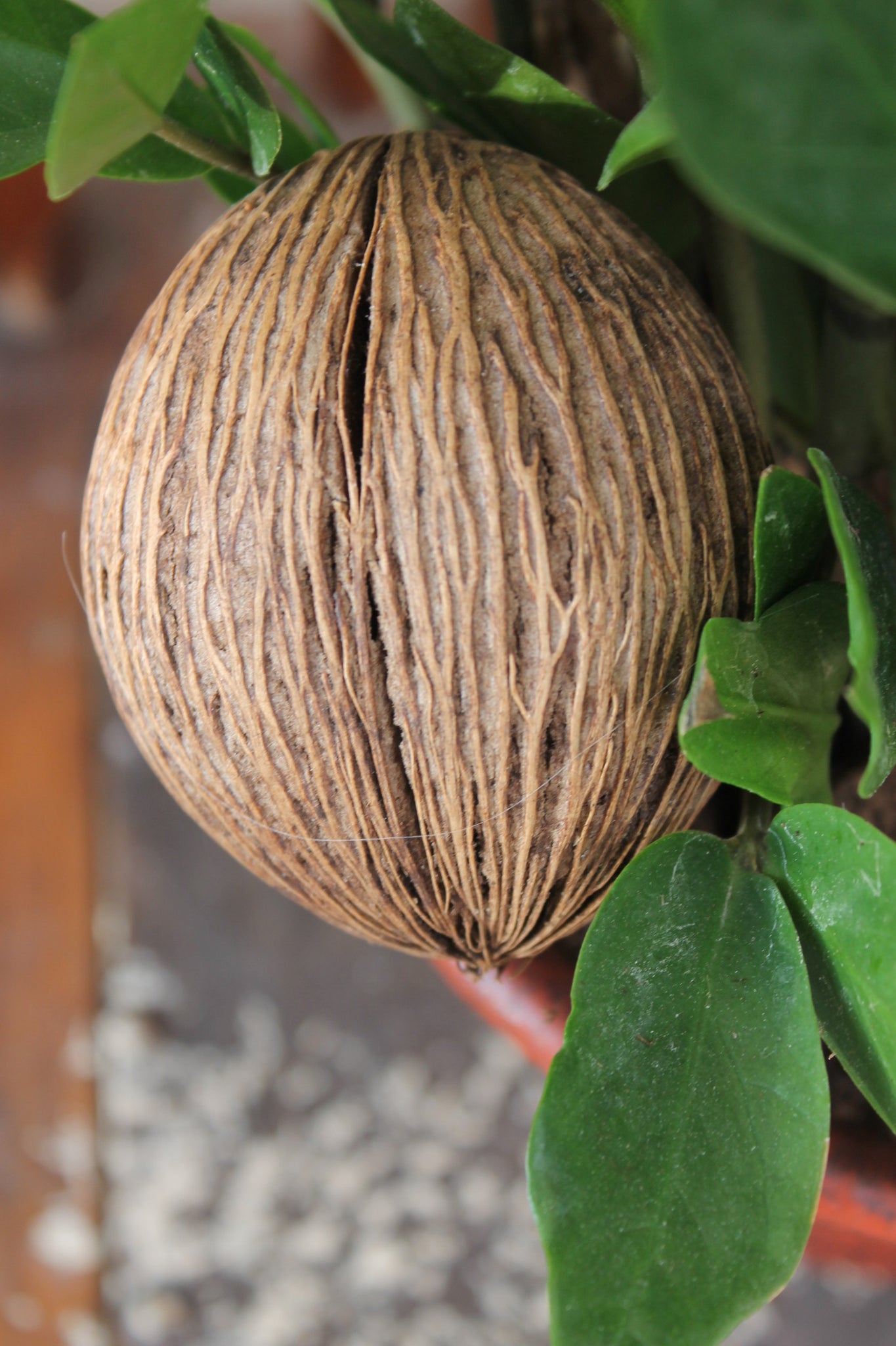 Zamioculca Semilla Ornamental – Floristería Enrech's