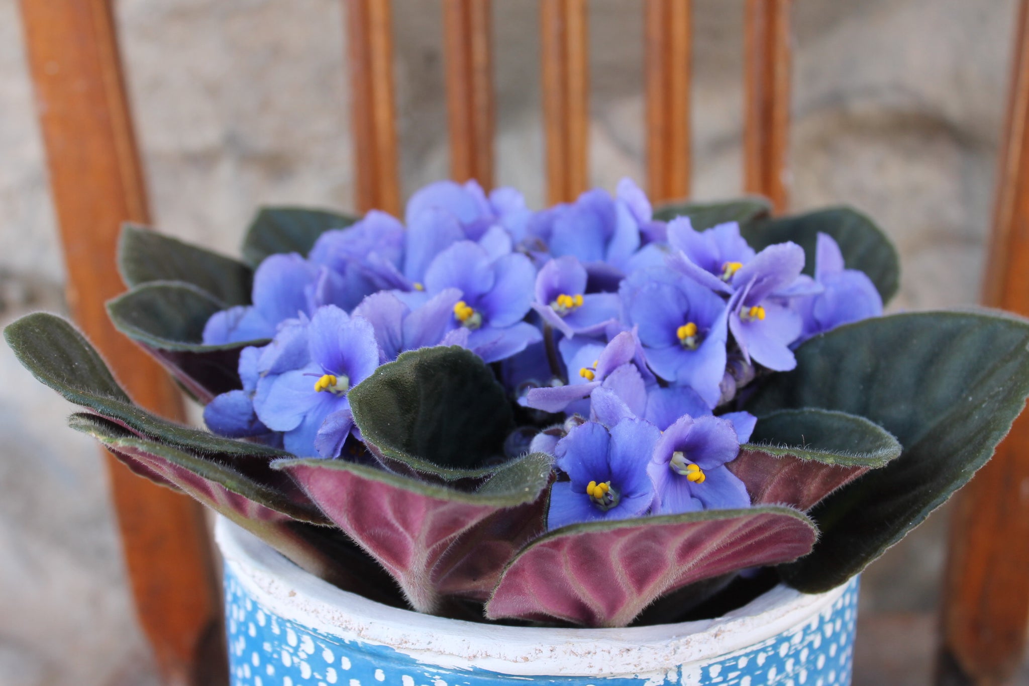 Violeta africana – Floristería Enrech's