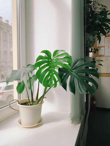 monstera deliciosa plant in sunlit window