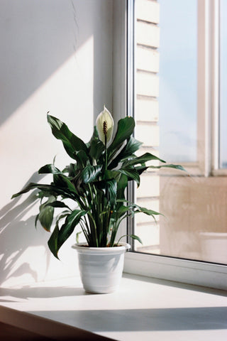 peace lily plant in sunlit window