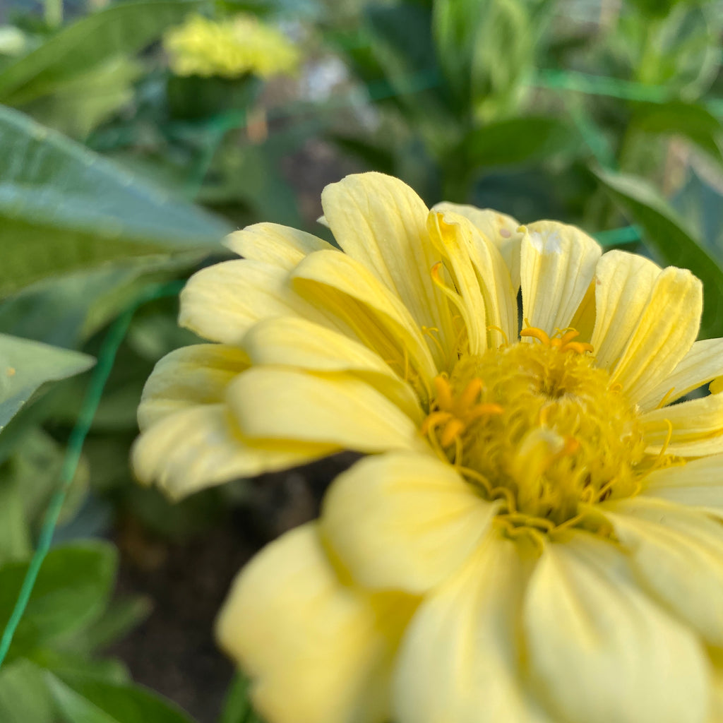 Zinnias