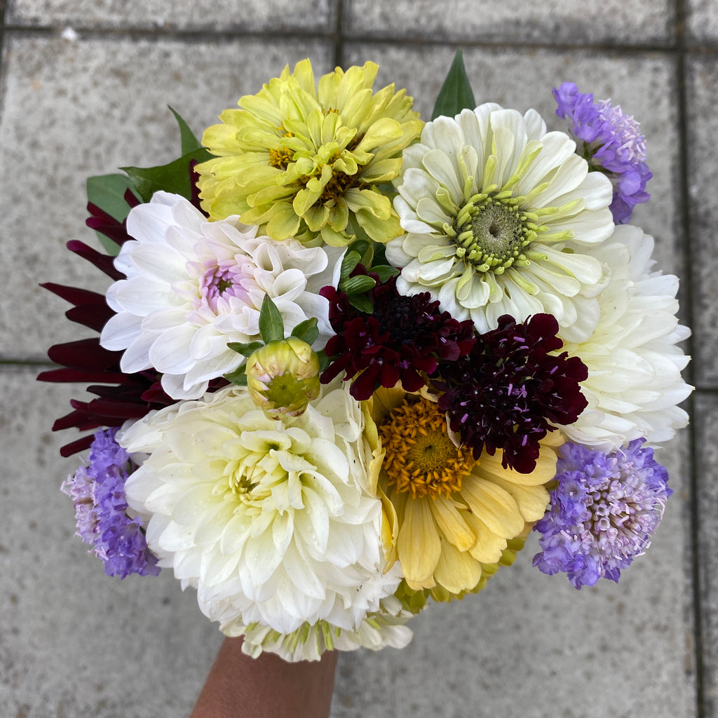 Zinnias