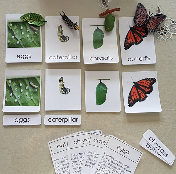 Life Cycle of Butterfly Miniature Models with 4 part cards ...