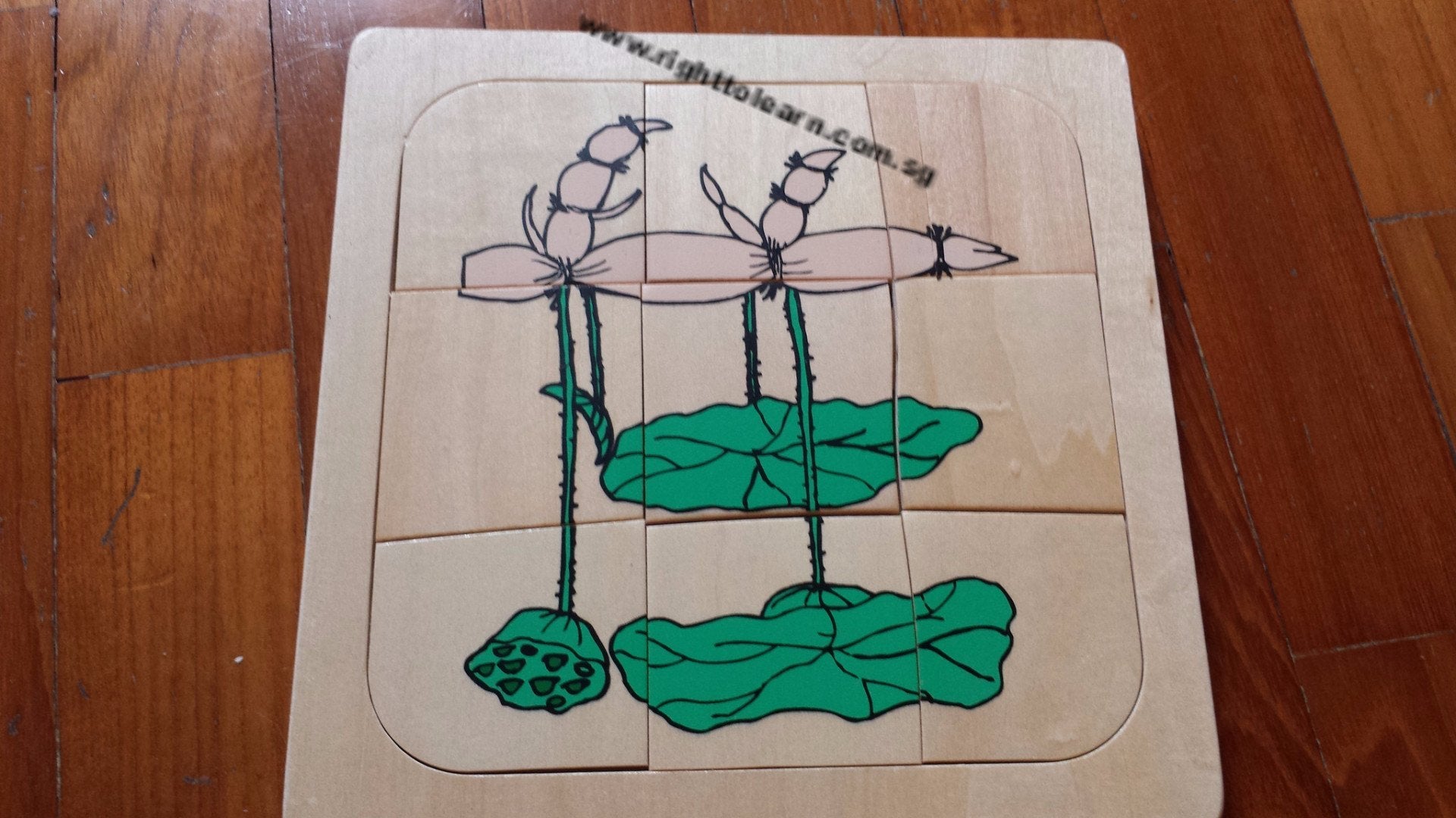 Life Cycle of a Lotus Plant Layer Wooden Puzzle