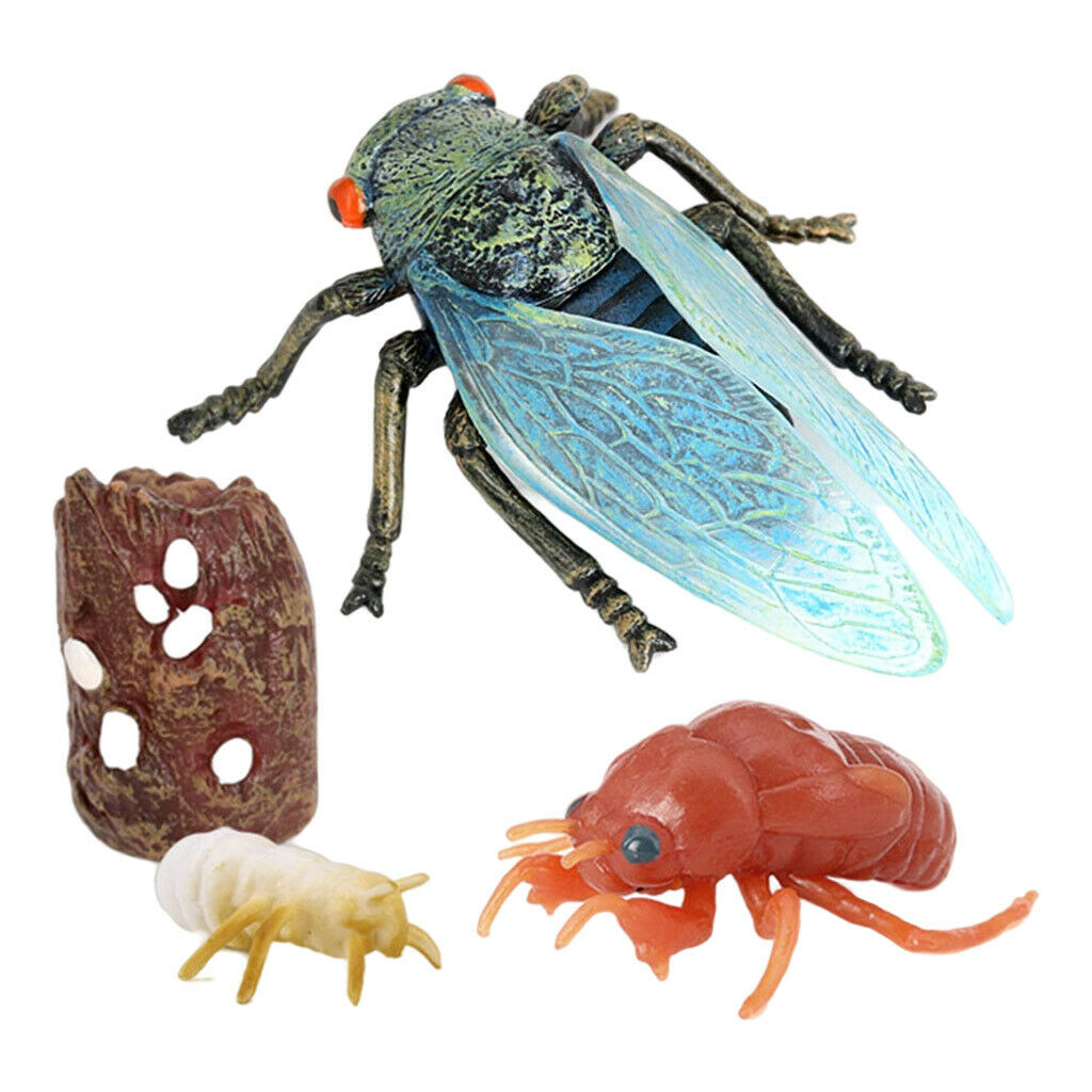 Life Cycle of a Cicada - Miniature model - RightToLearn.com.sg