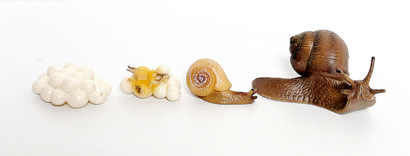 Life Cycle of a SNAIL Miniature model