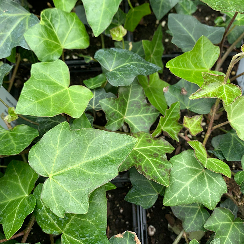 Thorndale English Ivy, Hedera helix 'Thorndale', Monrovia Plant