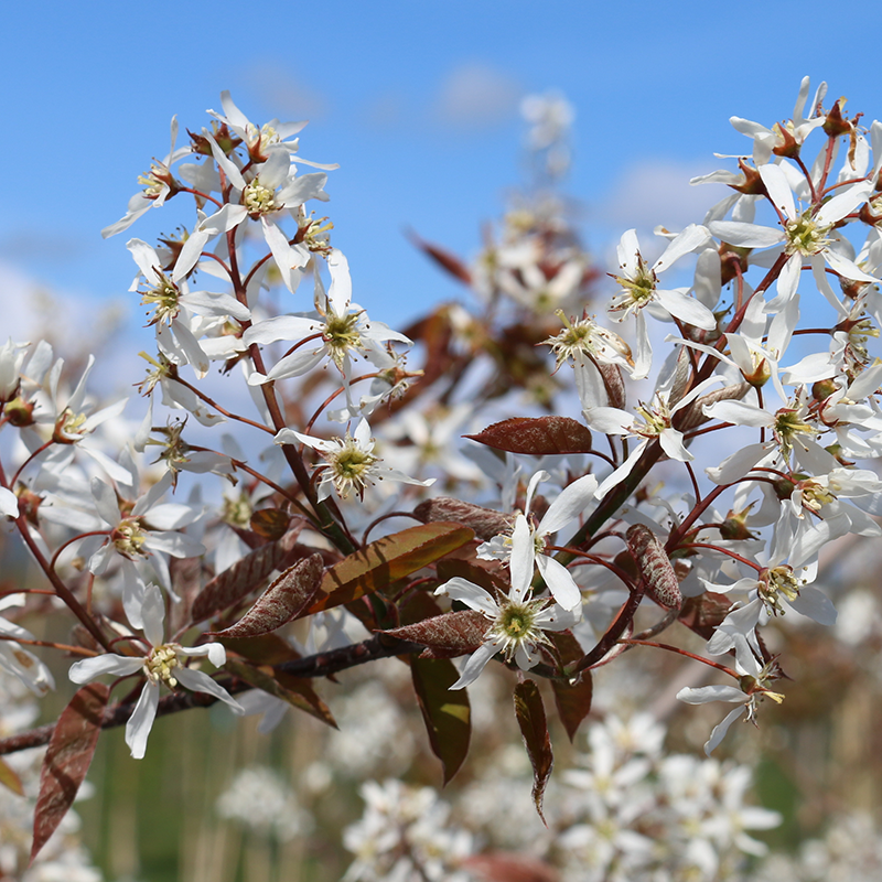 amelanchier autumn brilliance