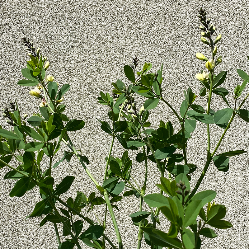 pink lemonade baptisia