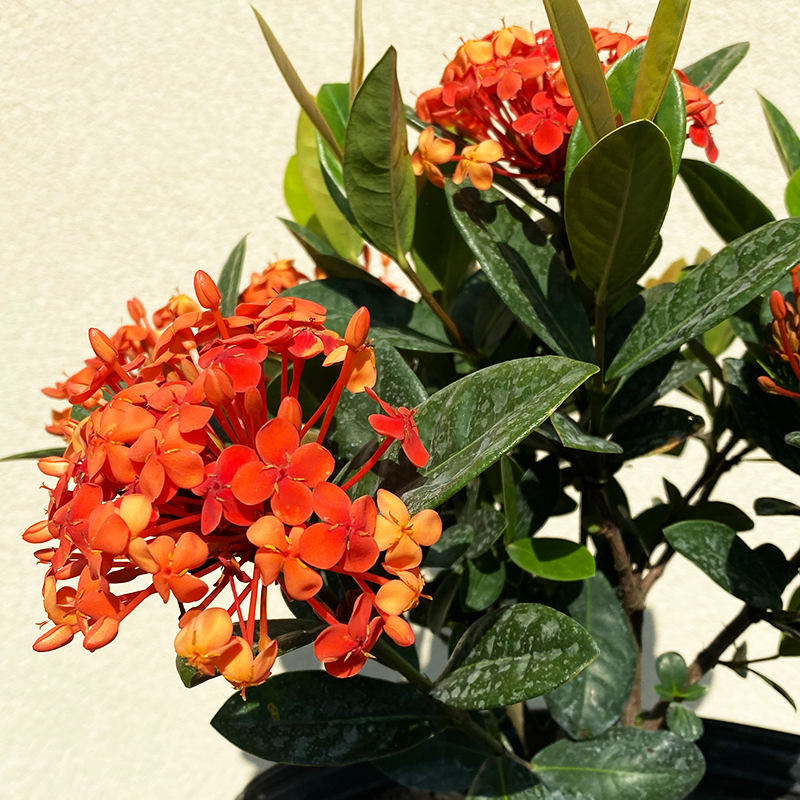 Ixora 'Maui Red' 10" - Bowood Farms