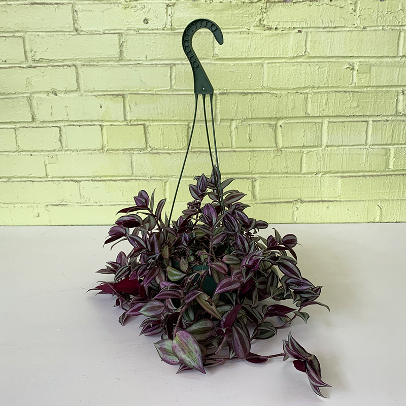 GCP Grecian Jade Hanging Basket