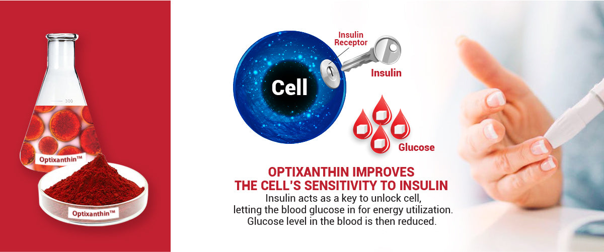 Optixanthin Astaxanthin improves the cell's sensitivity to insulin