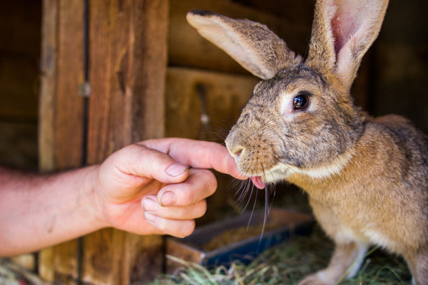 cbd for rodents