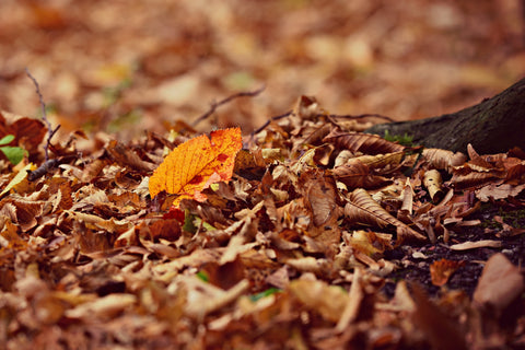 dry leaves