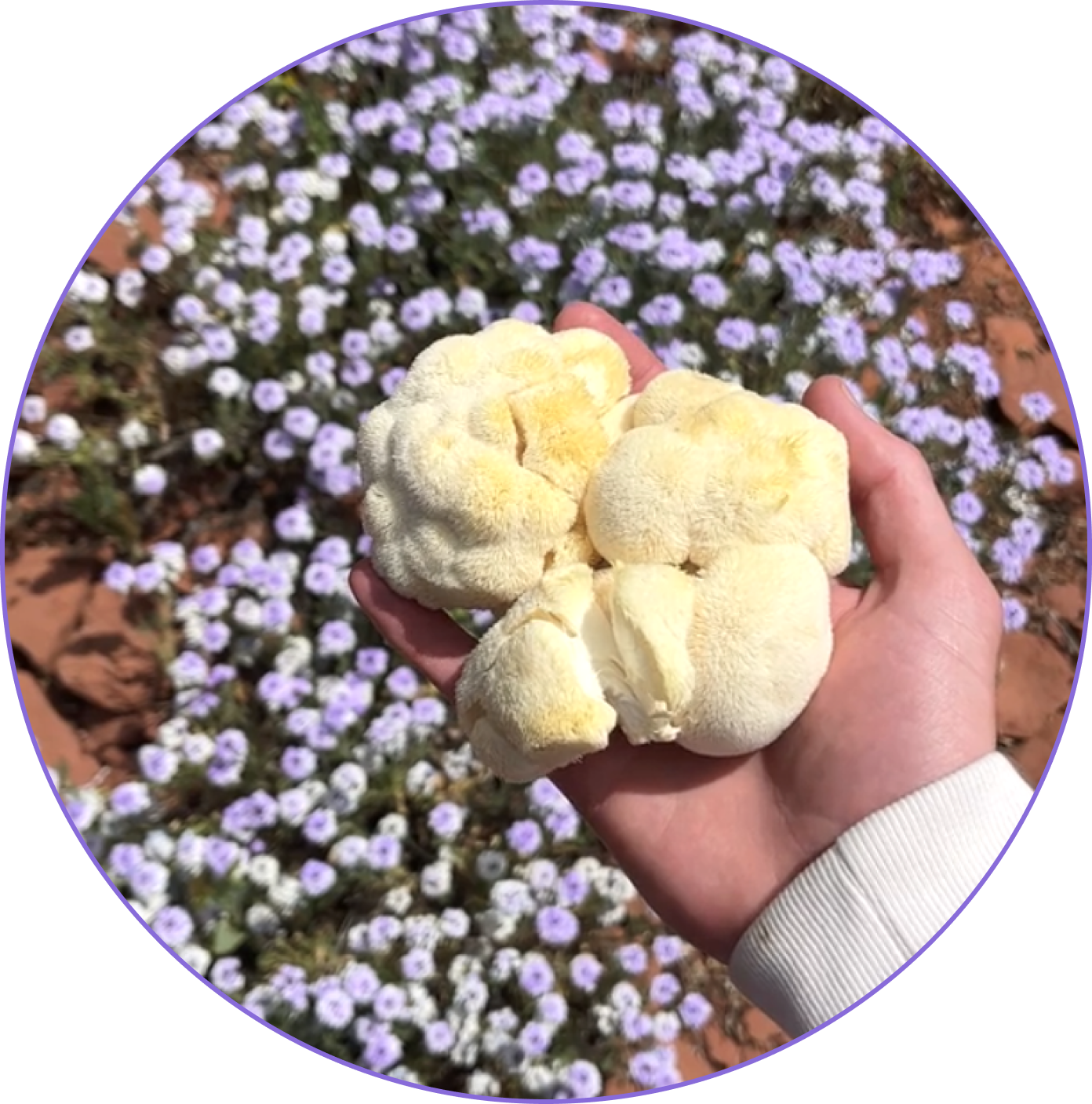 Hand holding white mushroom against a background of purple wildflowers.