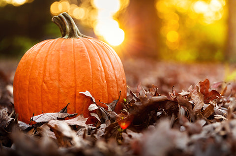 Pumpkin in Autumn