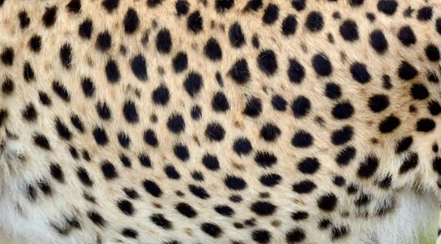 Peau guépard