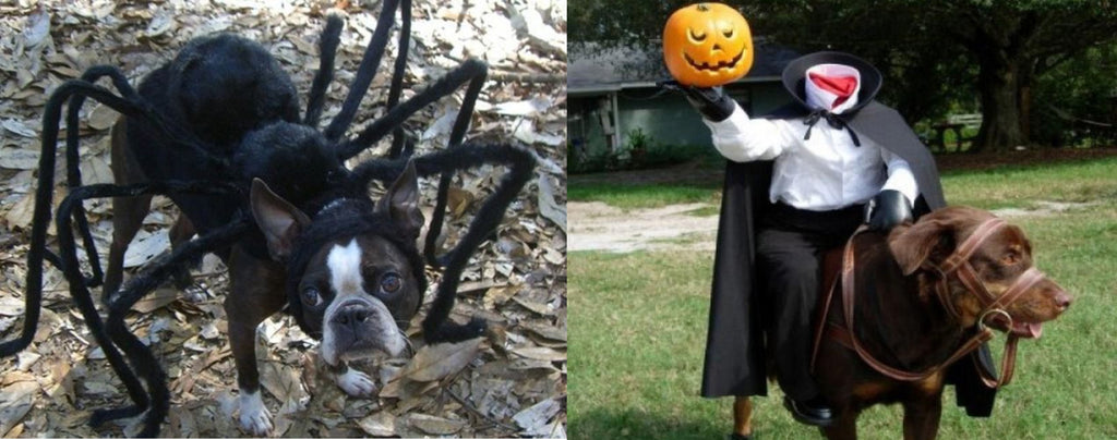 déguisement chien halloween
