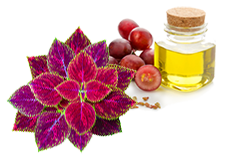Coleus and Grape Seed Extract <