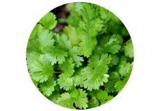 Dhanyaka [Coriander]