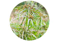 Cyperus scariosus  