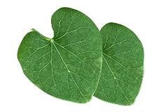 Tinospora cordifolia (Guduchi)