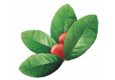 Wintergreen Oil