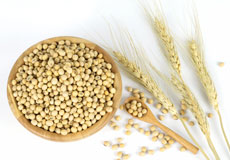 The natural proteins of Soy and Wheat