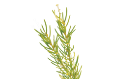 Asparagus Racemosus (Shatavari)