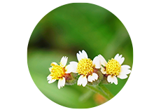 Tridax Procumbens