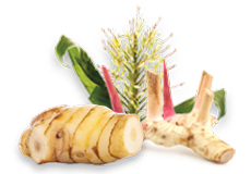 Spiked Ginger Lily and Greater Galangal