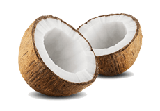 Coconut (Cocus nucifera)