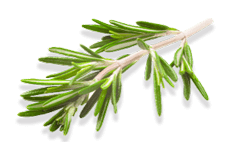 Rosemary Oil