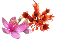 Rose Myrtle (Rhodomyrtus tomentosa) and Dhataki (Woodfordia fruticosa)