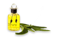 Camphor Oil