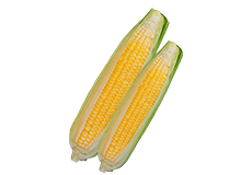 Corn