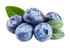 Blueberry Fruit Extract