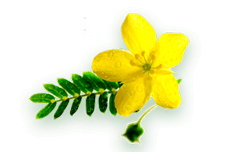 Gokshura (Tribulus terrestris)