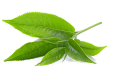 Green Tea (Camellia sinensis)
