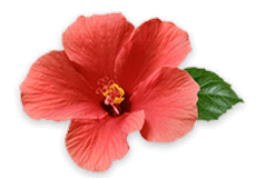 Hibiscus