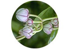 Leptadenia reticulata (Jivanti)