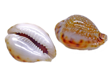 Cowrie Shell Ash