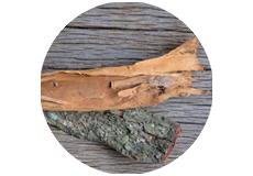 Acacia Catechu/Cutch tree