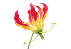 Gloriosa Superba