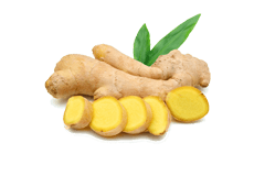 Ginger (Zingiber officinale)