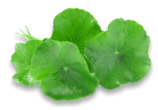 Indian Pennywort