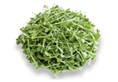 Thyme-Leaved Gratiola