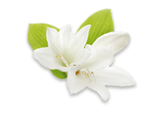 White Lily