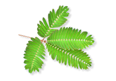 Sensitive plant